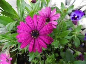WM-PurpleDaisies-1