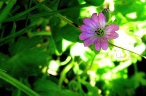 WM-SingleFlowerByRoadside