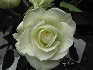 WM-WhiteRoseFrontal