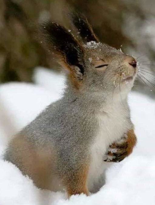“MS. SQUIRREL’S PRAYER FOR TWO-LEGGED ANIMALS”